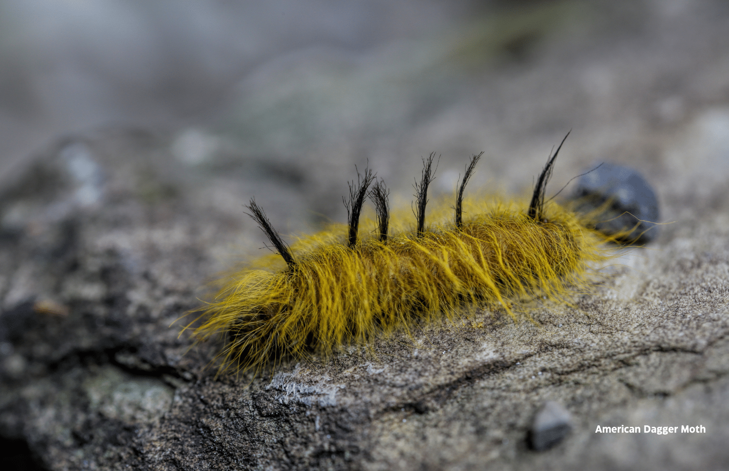 horizontal photo of an American Dagger Moth caterpillar on a gray rock