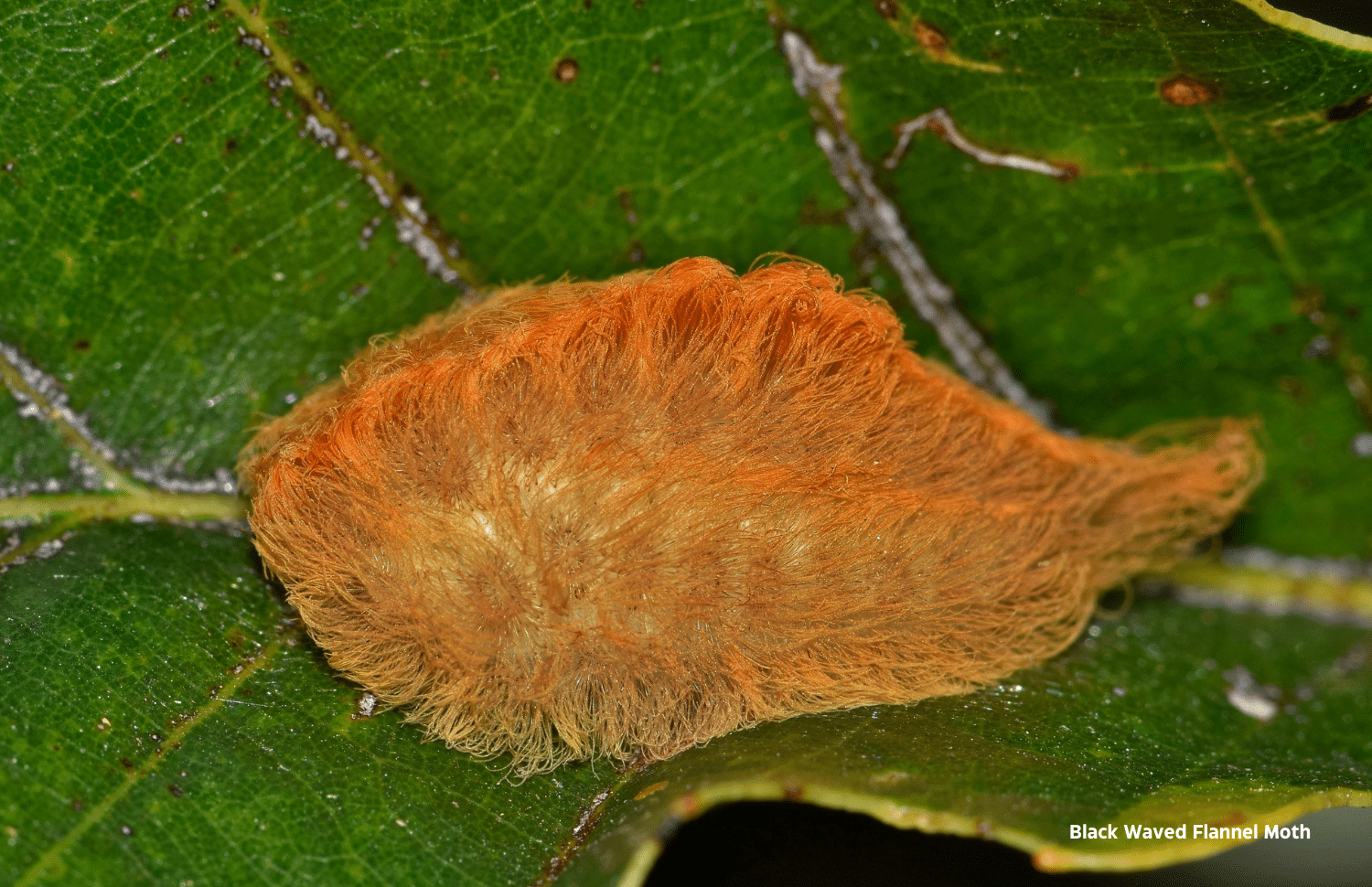 horizontal photo of a Black Waved Flannel Moth caterpillar on a dark green leaf