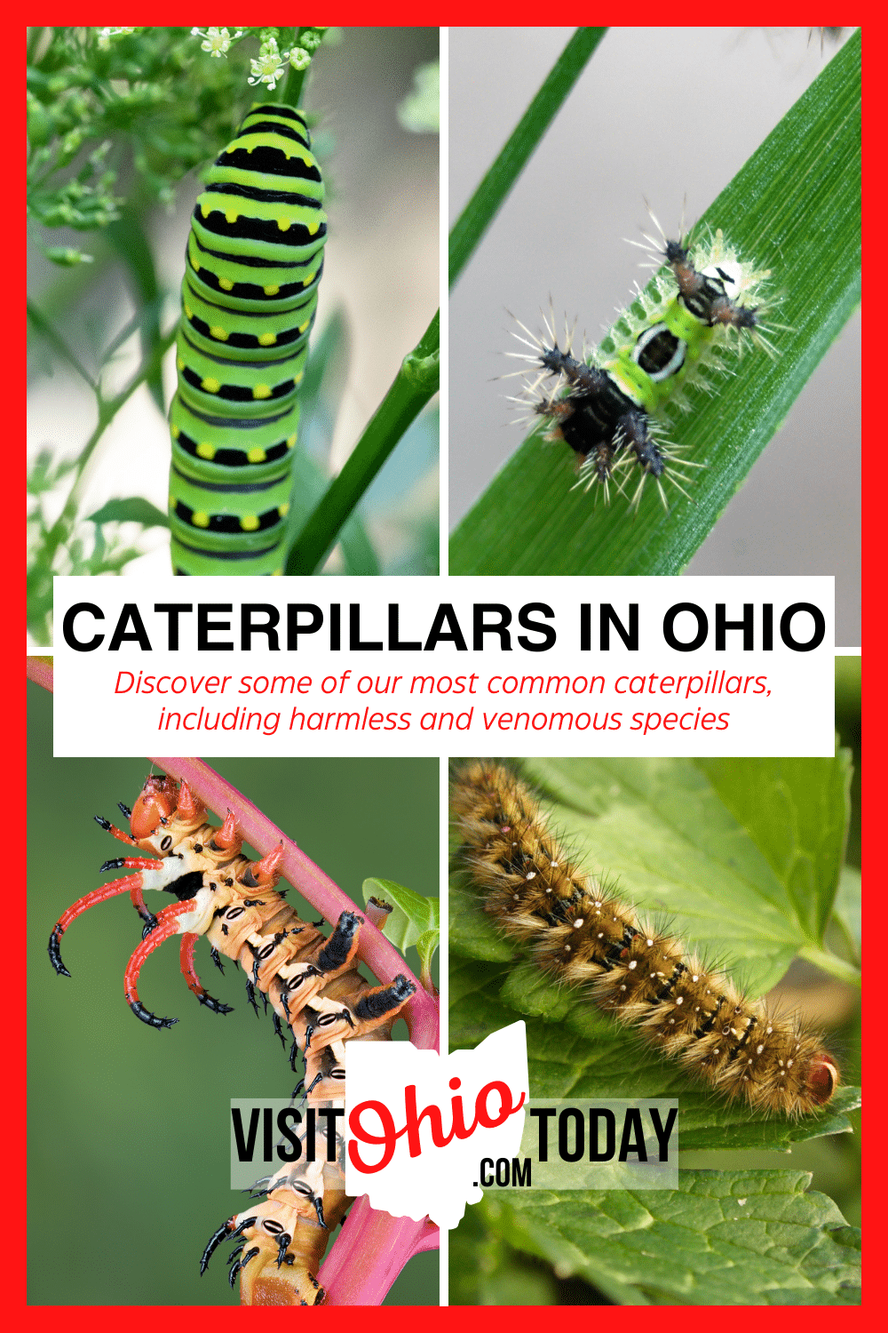 Learn more about the 150+ different Caterpillars in Ohio. We share the most unique and popular Caterpillars in Ohio.  #Ohio #ohiocaterpillars #caterpillars