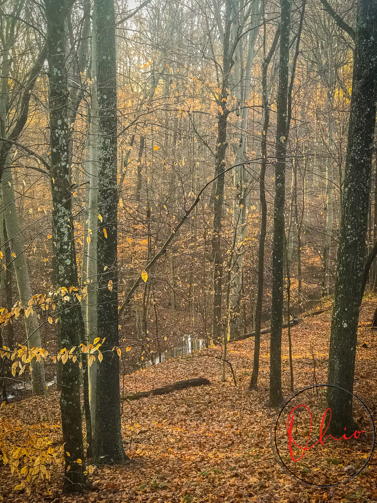 oranage and yellow leaves on trees and ground Photo credit: Cindy Gordon of VisitOhioToday.com