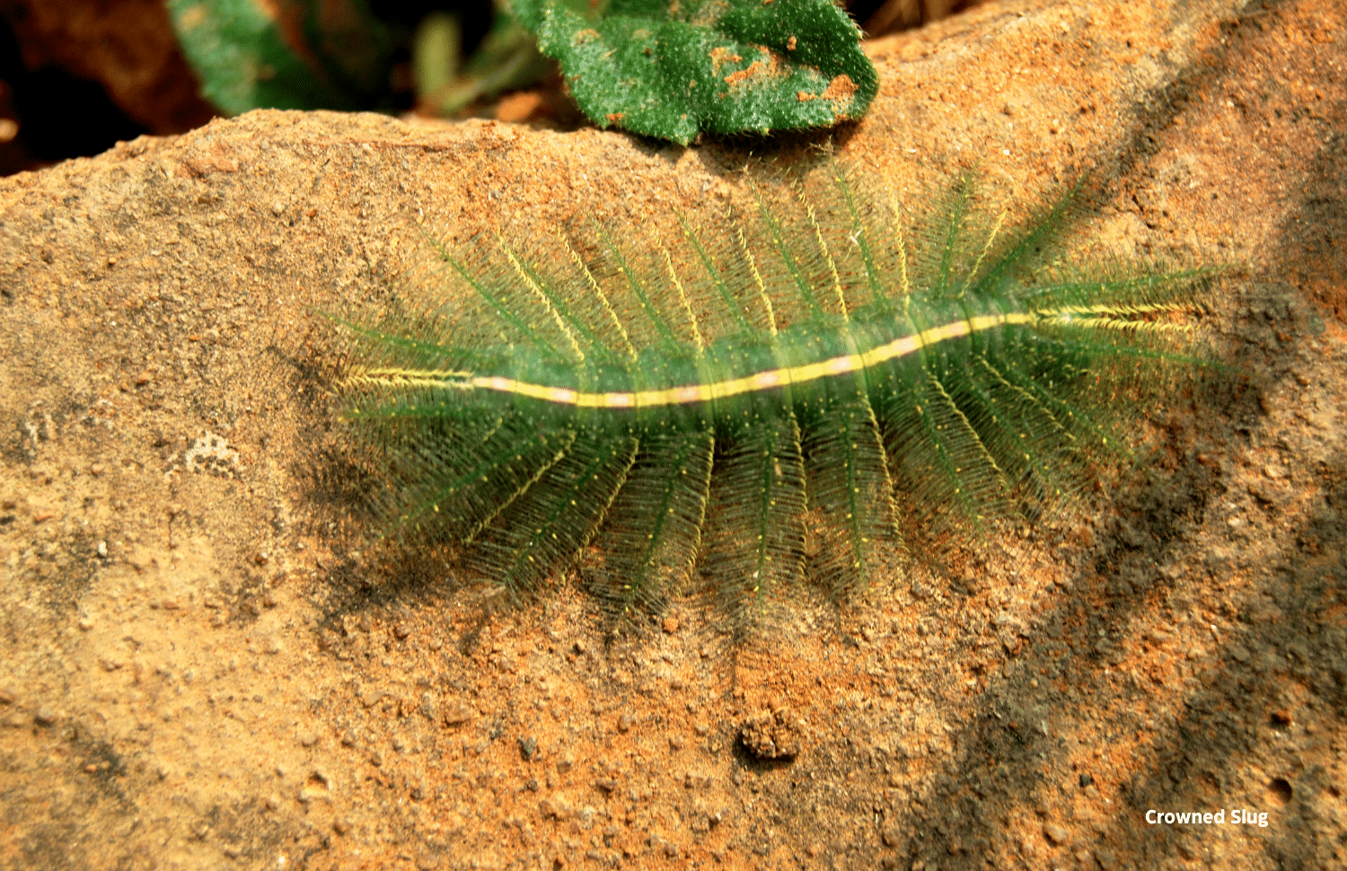 horizontal photo of a Crowned Slug caterpillar on a light brown rock