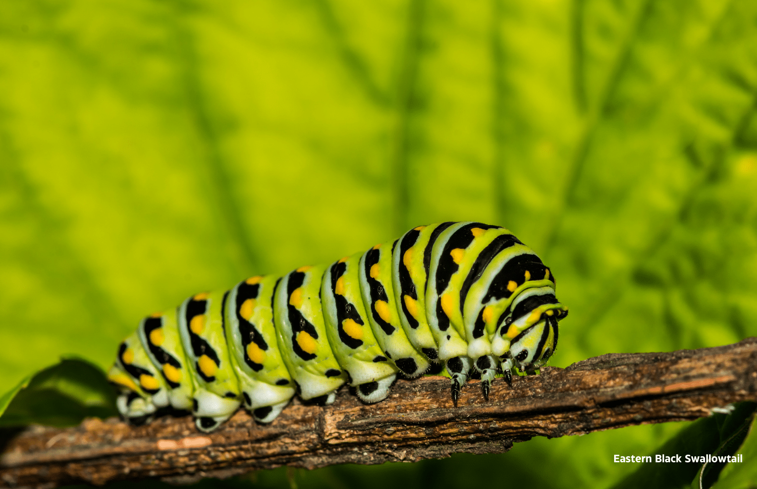 horizontal photo of an Eastern Black Swallowtail caterpillar on a twig with a green leaf behind it