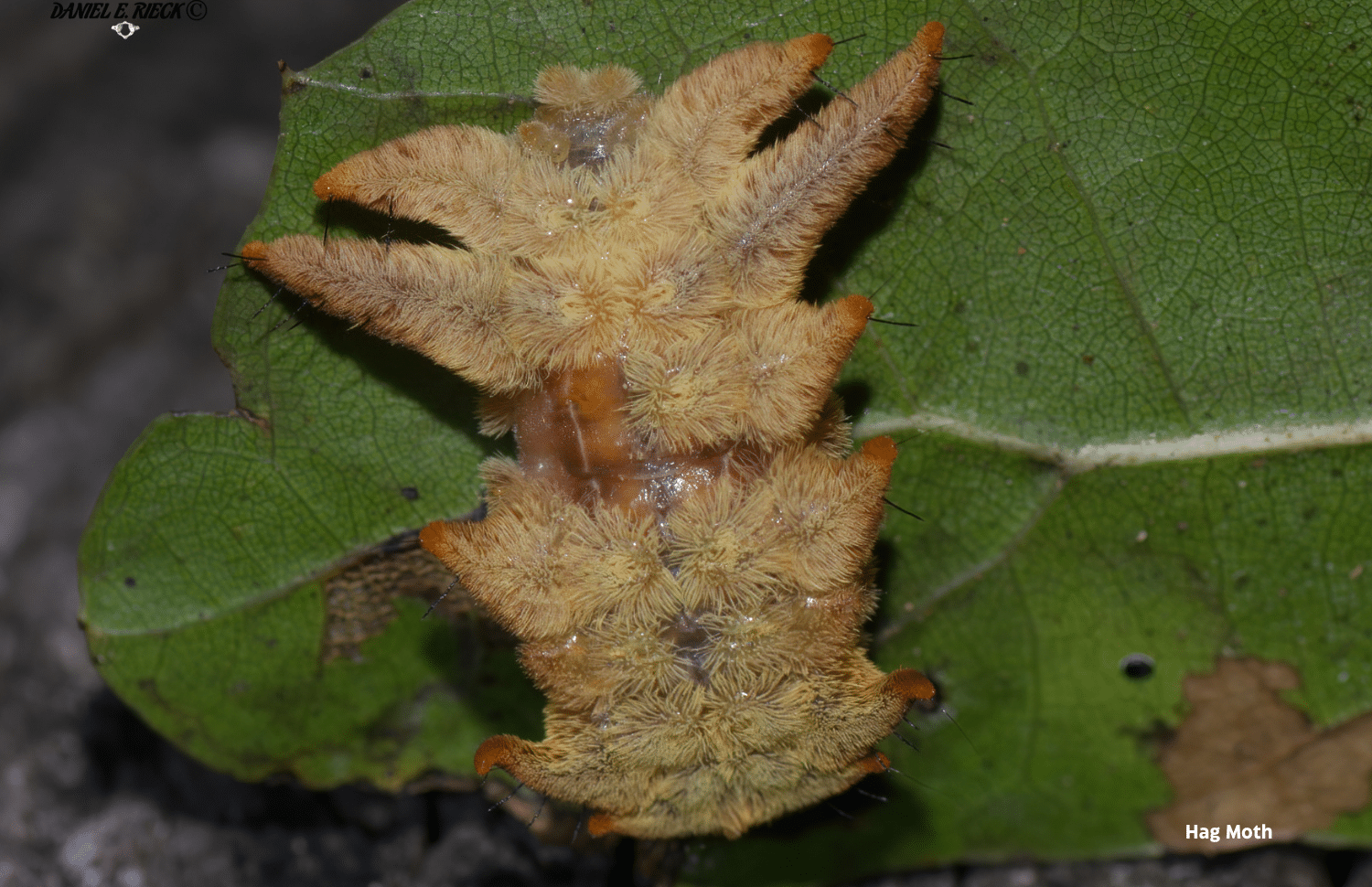 horizontal photo of a Hag Moth caterpillar on a dark green leaf