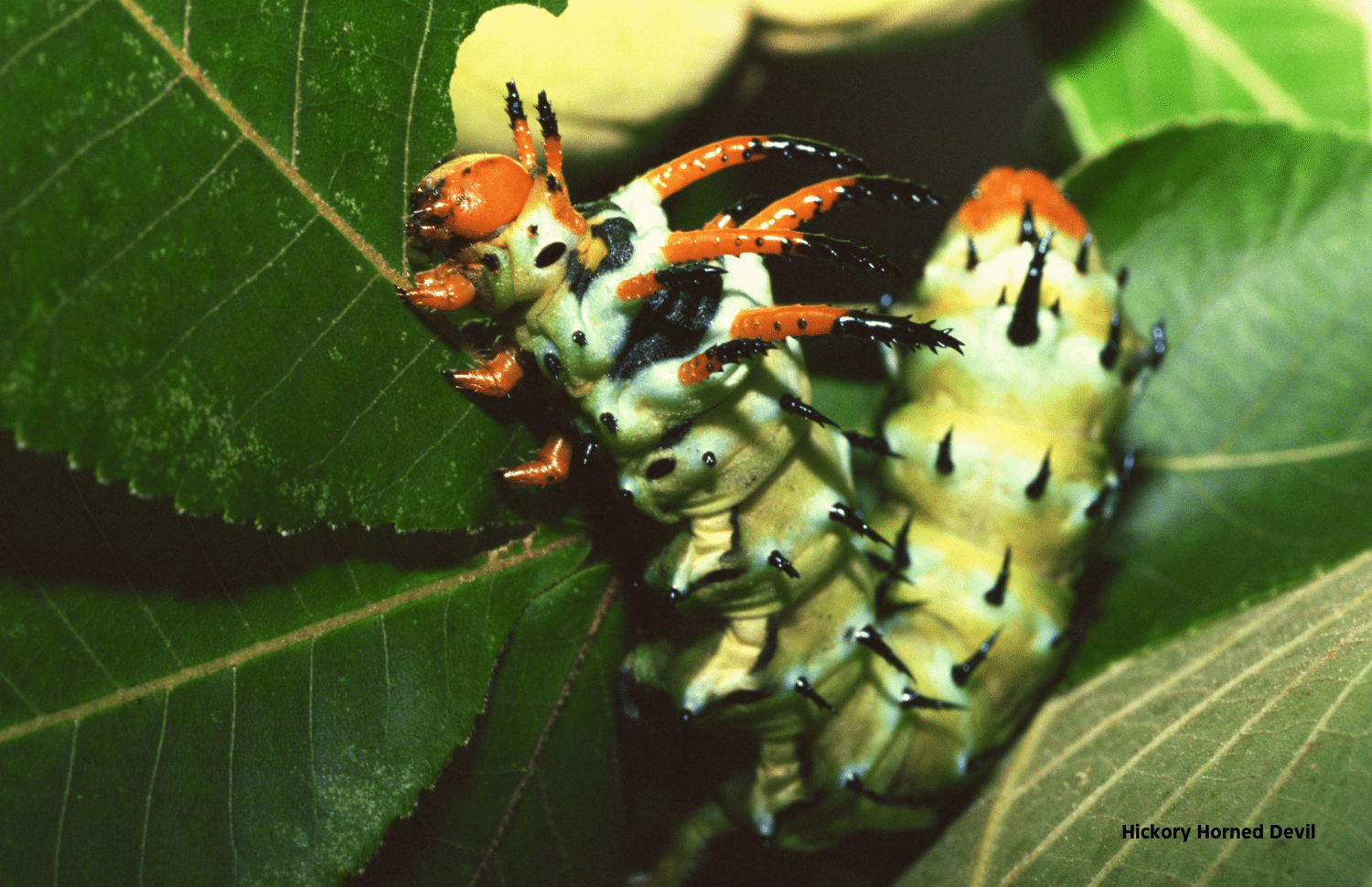 horizontal photo of a Hickory Horned Devil Caterpillar on dark green leaves