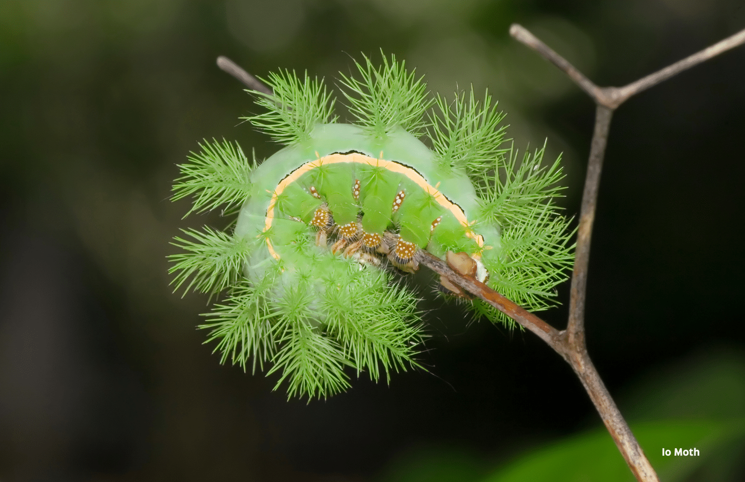 horizontal photo of an Io Moth caterpillar curled around a thin twig