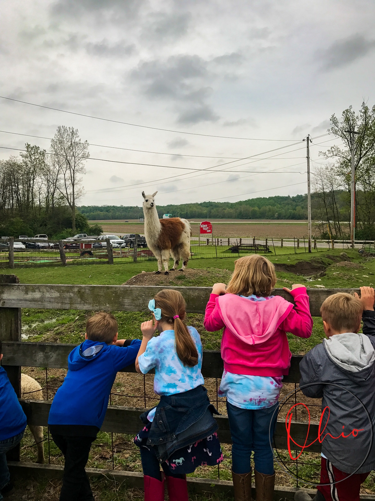 young children looking through a wooden fence at a llama on a mound of dirt at Marmon Valley Farms. Photo credit: Cindy Gordon of VisitOhioToday.com