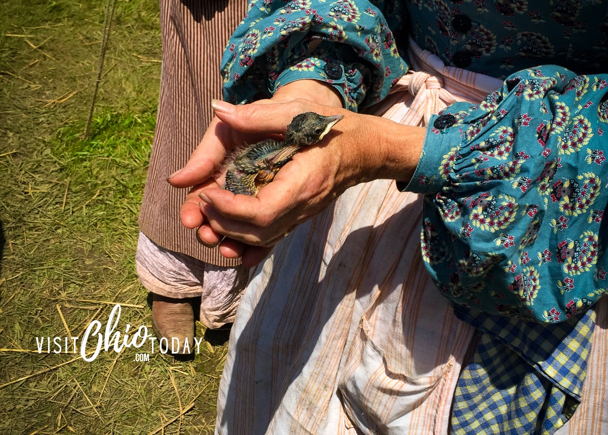 horizontal photo of a lady in period costume dress holding a very small baby duck at ohio village Photo credit: Cindy Gordon of VisitOhioToday.com