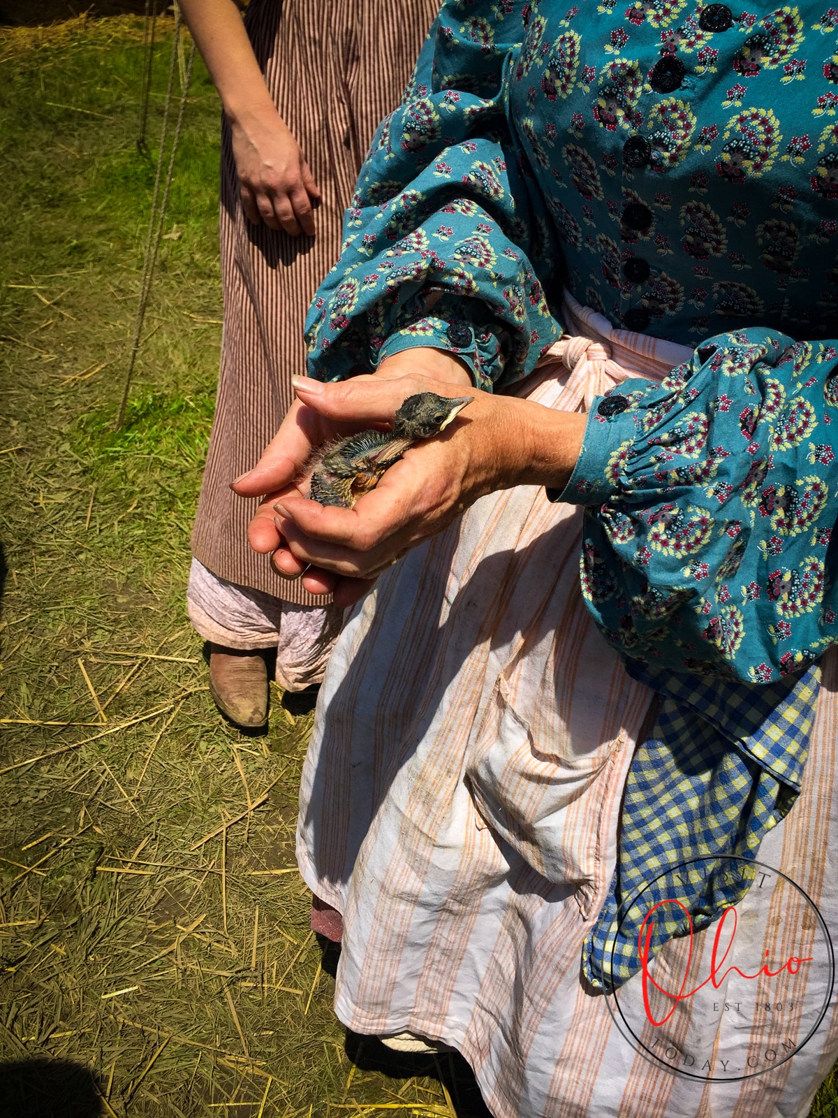 lady in period costume dress holding a very small baby duck at ohio village