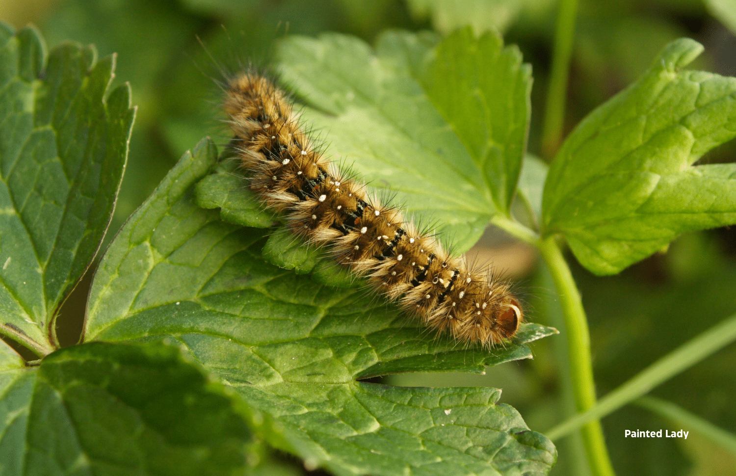 horizontal photo of a Painted Lady caterpillar on a green leaf