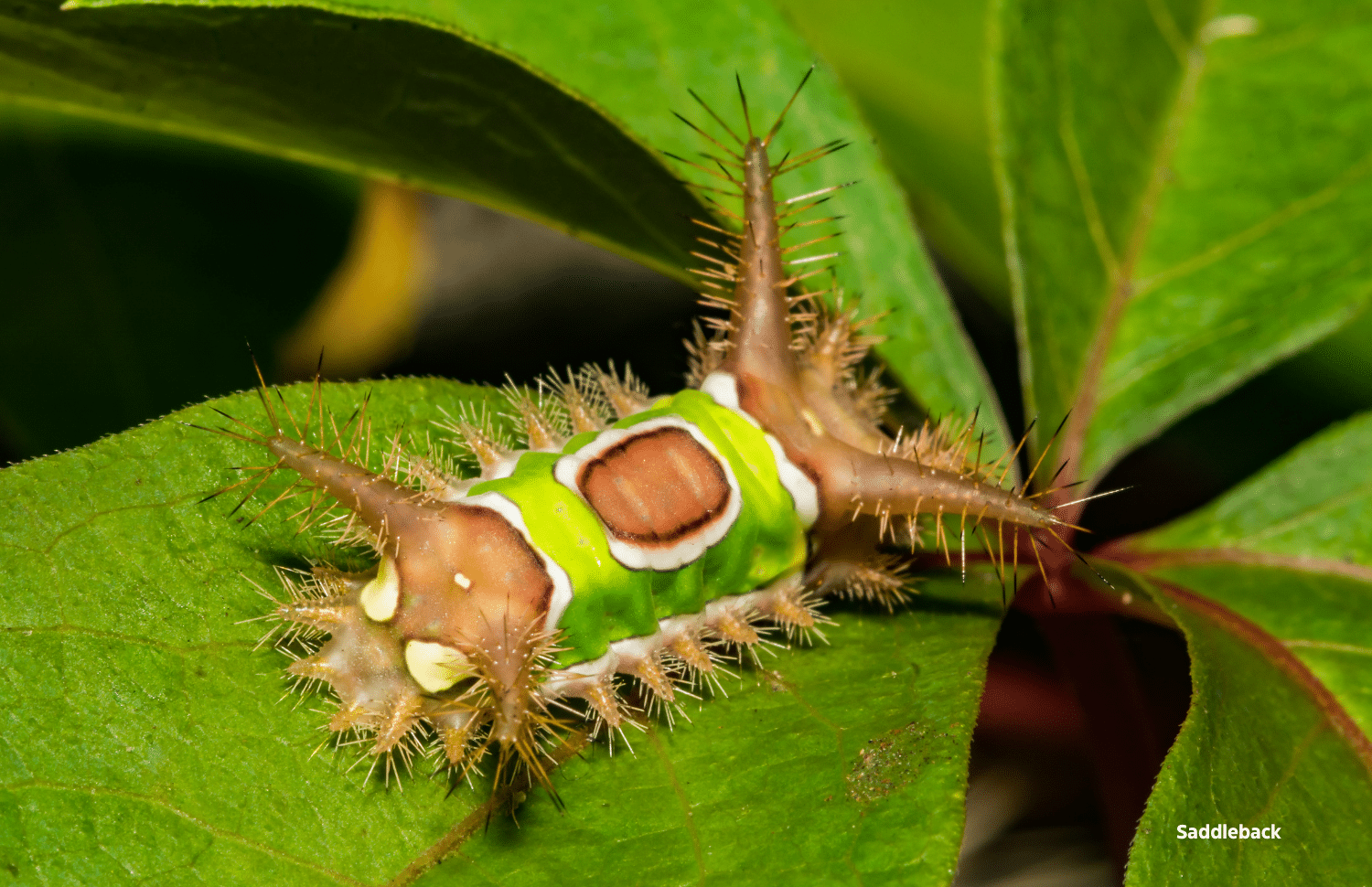 horizontal photo of a Saddleback caterpillar on a green leaf