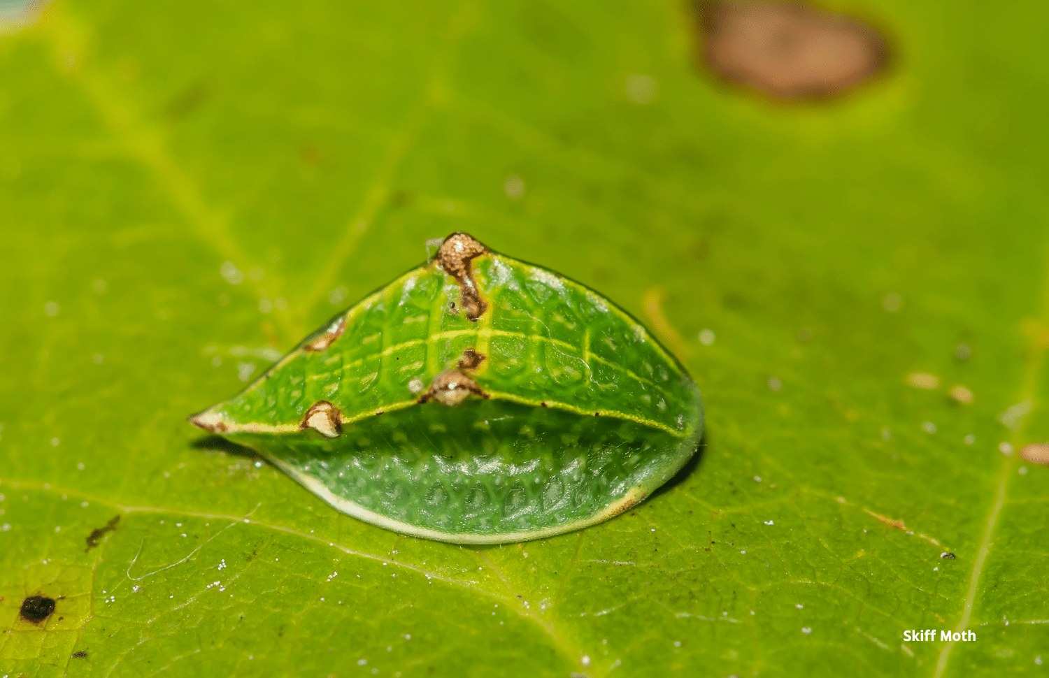 horizontal close up photo of a Skiff Moth caterpillar on a green leaf