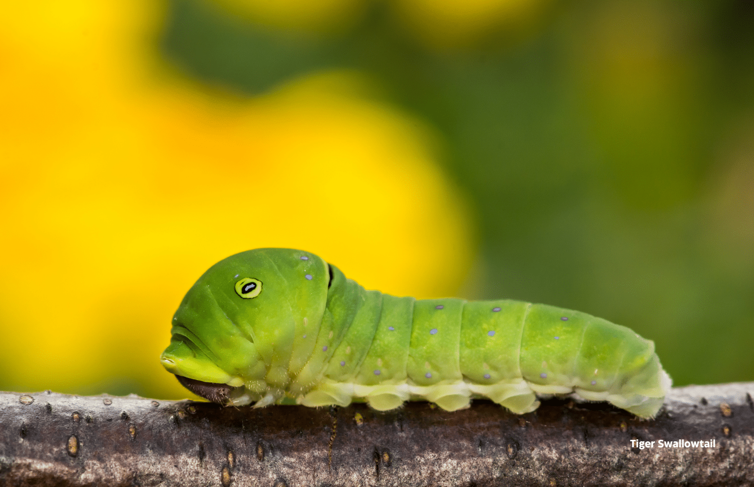 vertical photo of a Tiger Swallowtail caterpillar on a twig