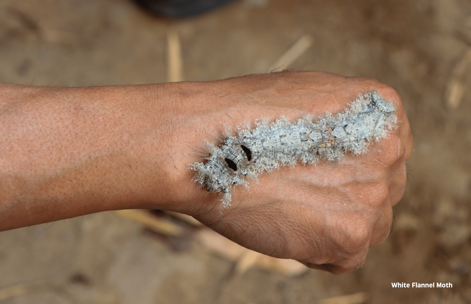 horizontal photo of a White Flannel Moth caterpillar on the back of someone's hand