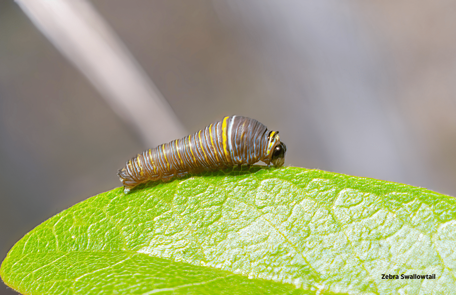 horizontal photo of a Zebra Swallowtail caterpillar on a bright green leaf