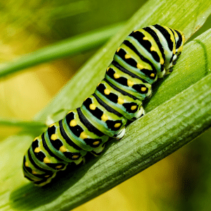 green and black caterpillar on a green stem