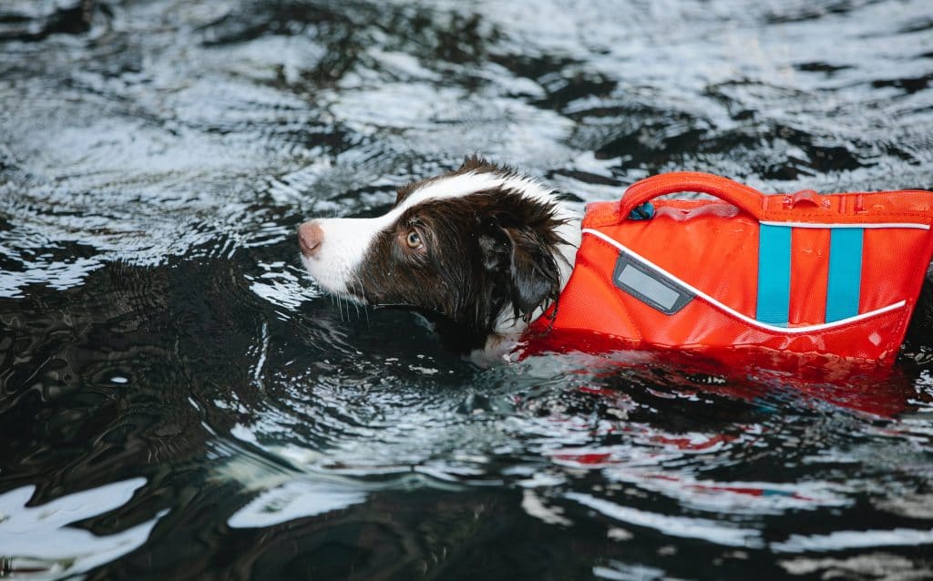 brown and white dog with red swim vest on swimming in dark water