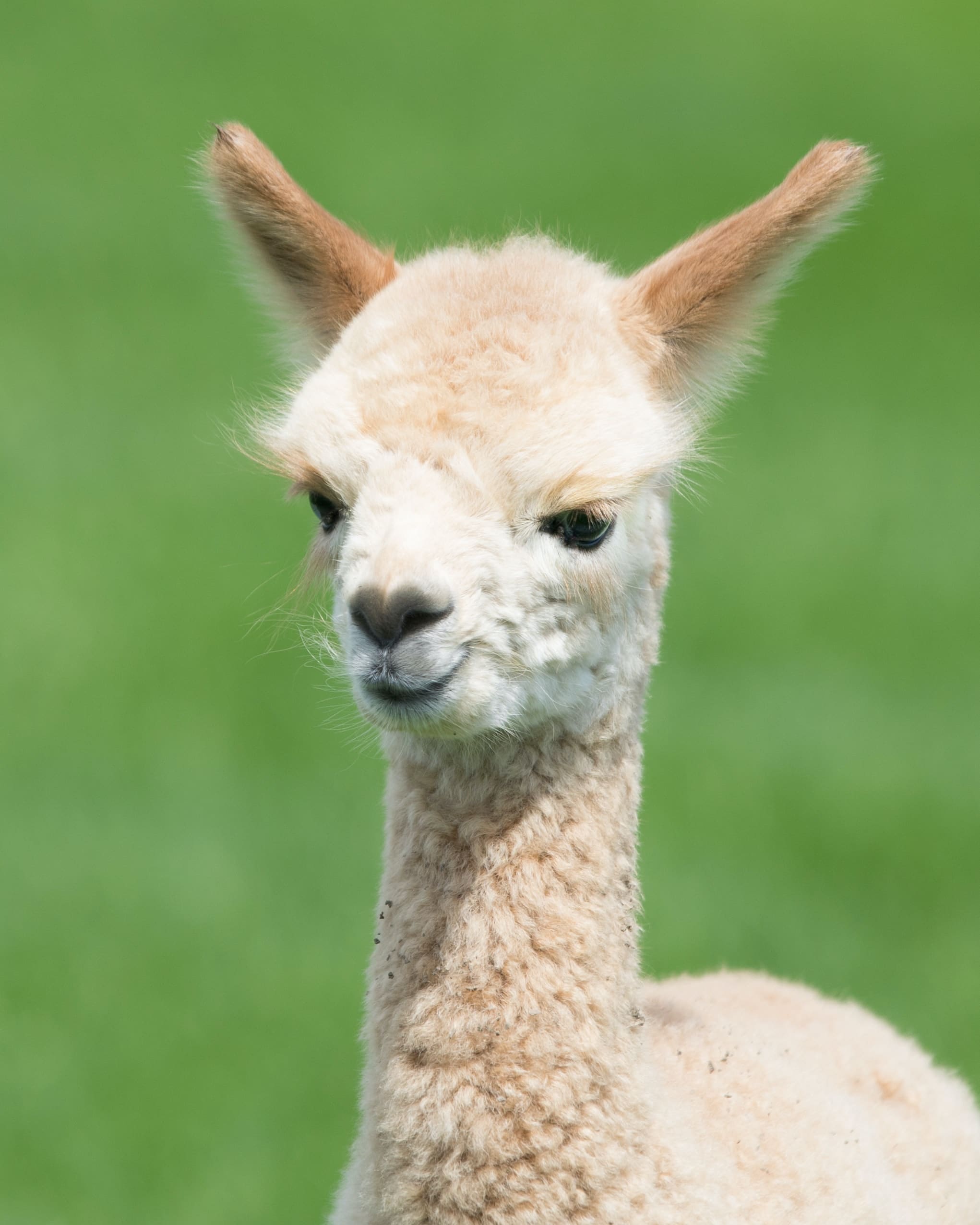Green grassy background with white alpaca looking at camera with black eyes