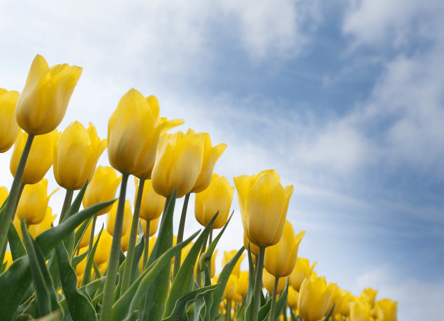 horizontal photo of yellow tulips against a blue sky with a fair cloud covering