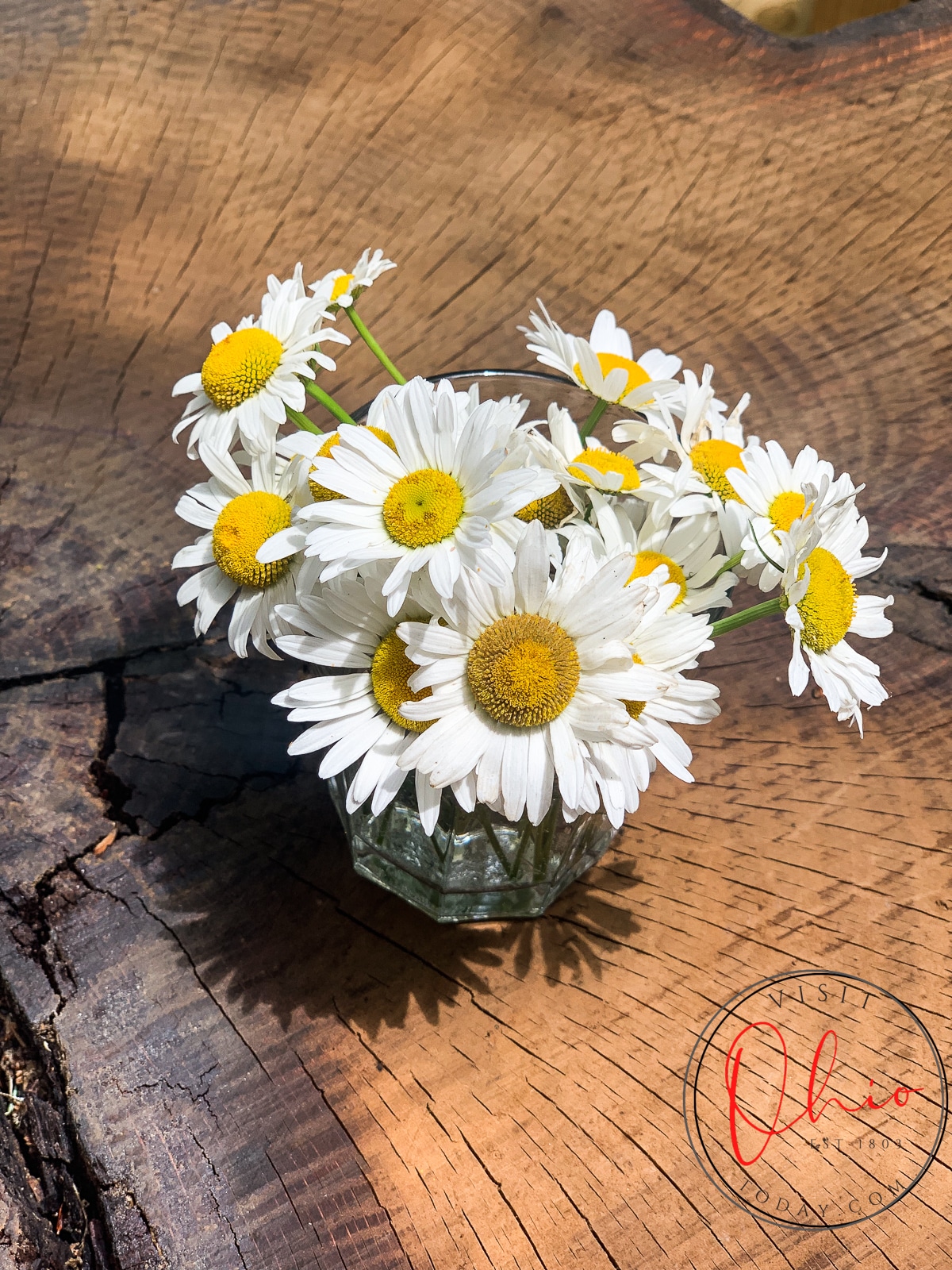white daisies with yellow centers on a wooden stump