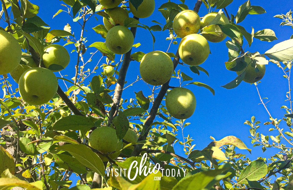 horizontal photo of green apples high up on an apple tree at Lynd Fruit Farm with a blue sky in the background. Photo credit: Cindy Gordon of VisitOhioToday.com