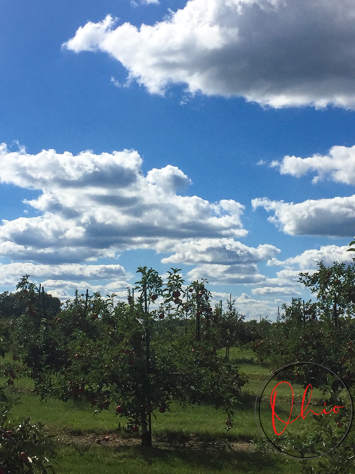 apple orchard with trees and sky with big clouds