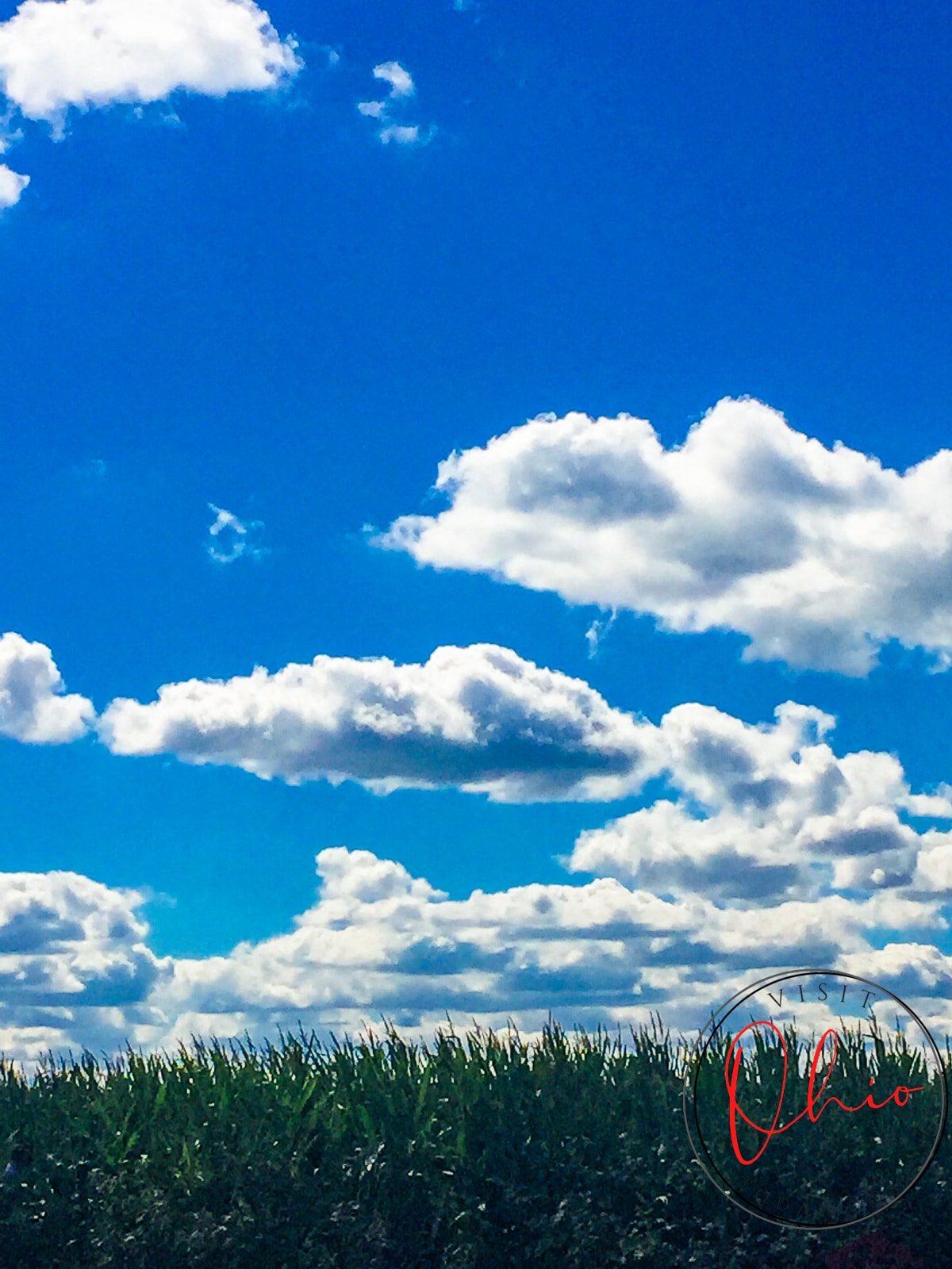 corn field and bright blue sky with big clouds Photo credit: Cindy Gordon of VisitOhioToday.com