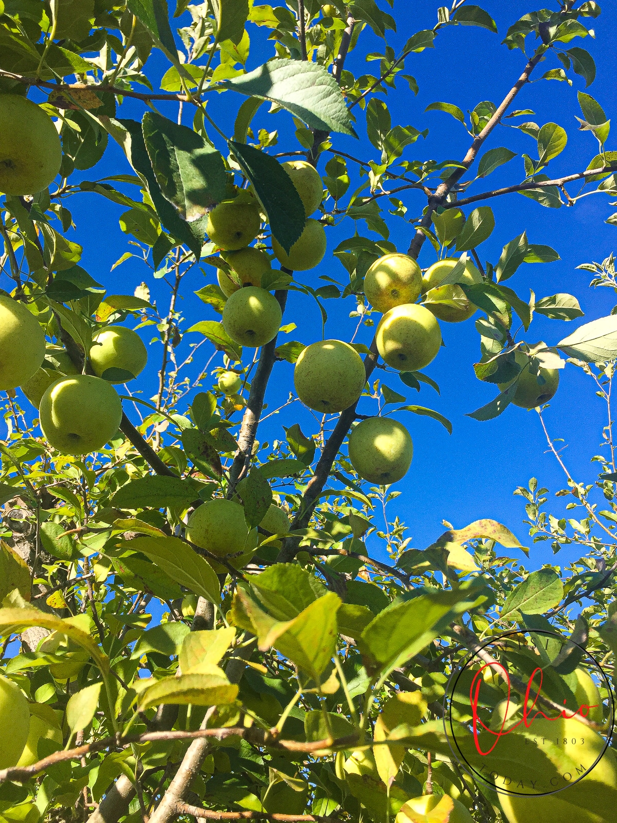 green apples, green leaves on tree, blue sky Photo credit: Cindy Gordon of VisitOhioToday.com