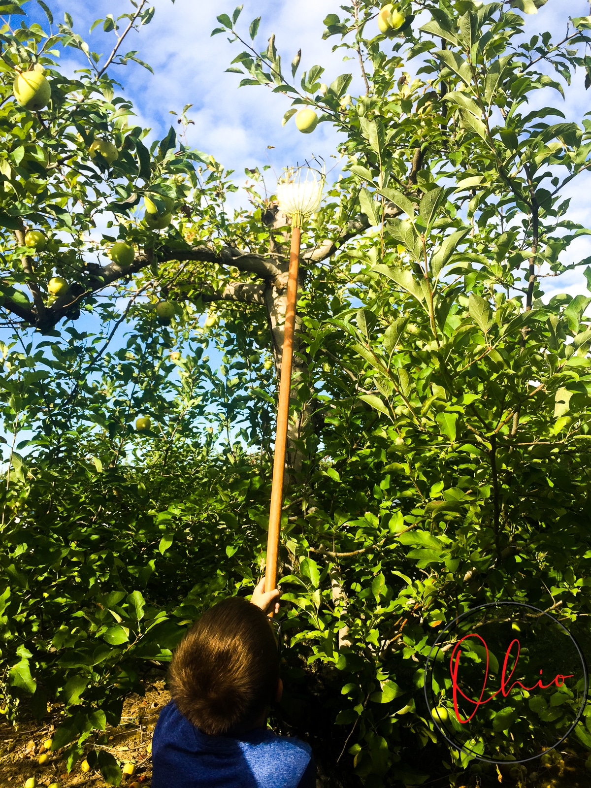 back of kids head, kid is holding a stick with a cage trying to pick fruit from a tree Photo credit: Cindy Gordon of VisitOhioToday.com