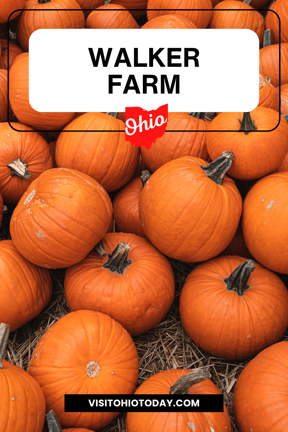vertical image with a photo of a pile of orange pumpkins A white box at the top has the text Walker Farm