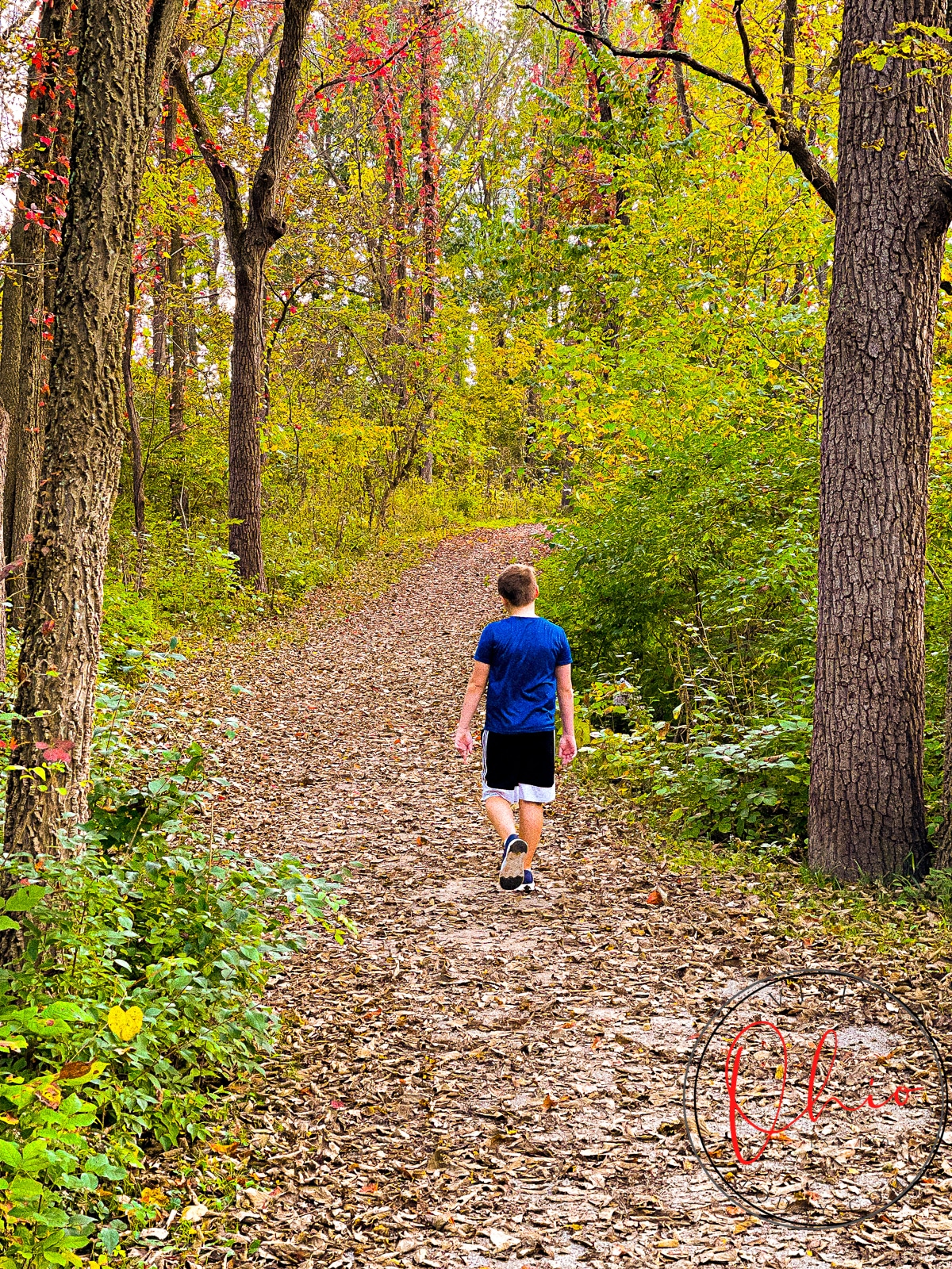 dirt path covered with dead fallen leaves, wooden tree leaves starting to change color and brown tree trunks. Boy with blue shirt and black shorts walking away from camera
