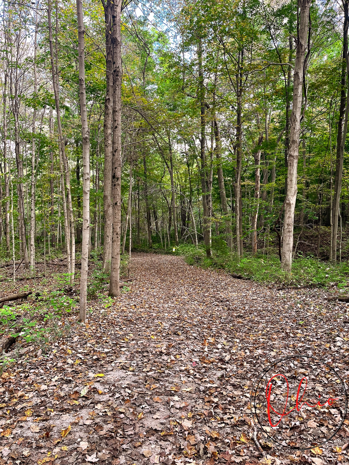 dirt path covered with dead fallen leaves, wooden tree leaves starting to change color and brown tree trunks. Photo credit: Cindy Gordon of VisitOhioToday.com