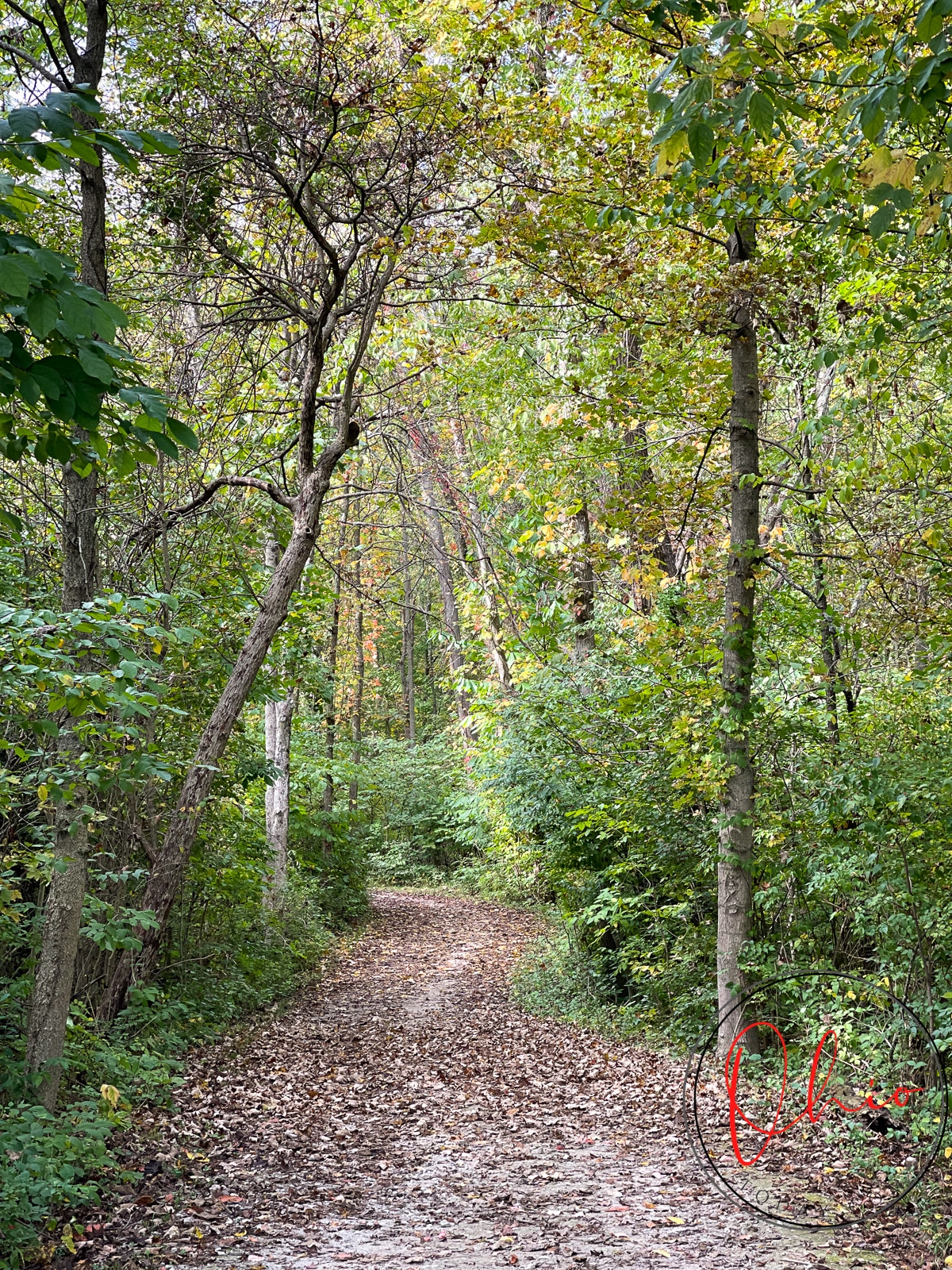 dirt path covered with dead fallen leaves, wooden tree leaves starting to change color and brown tree trunks.