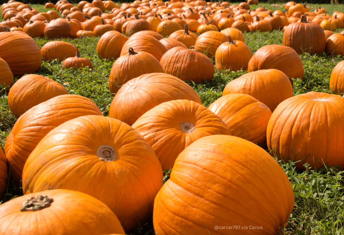 horizontal photo of many orange pumpkins in a field