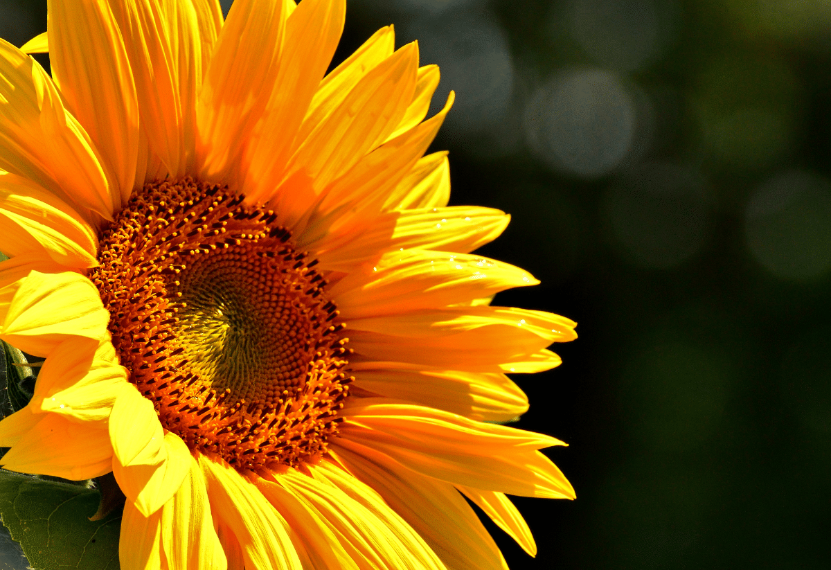 horizontal photo of a close up of a yellow sunflower