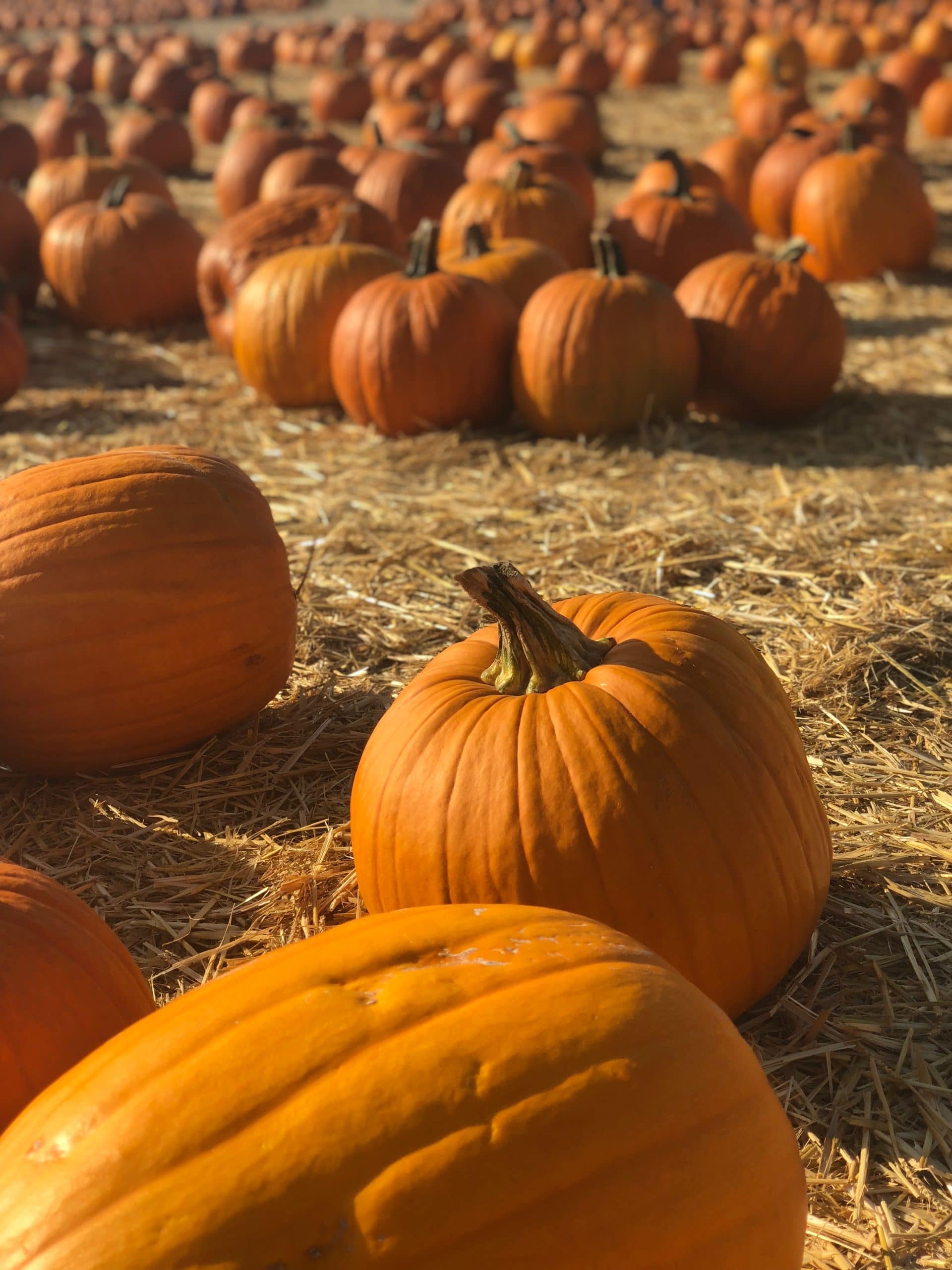 pile of orange pumpkins on brown straw