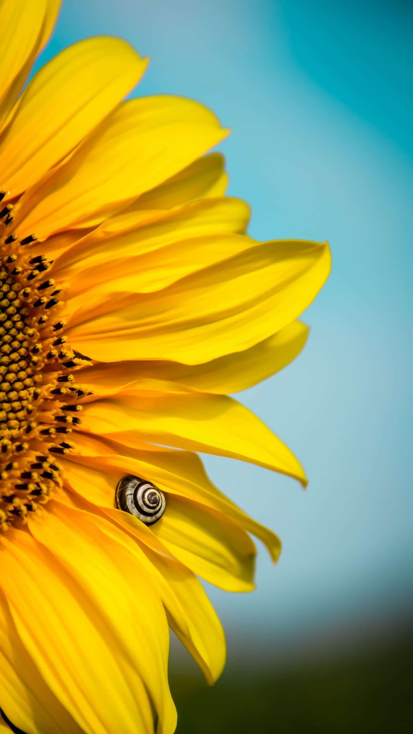 right side of yellow sunflower.