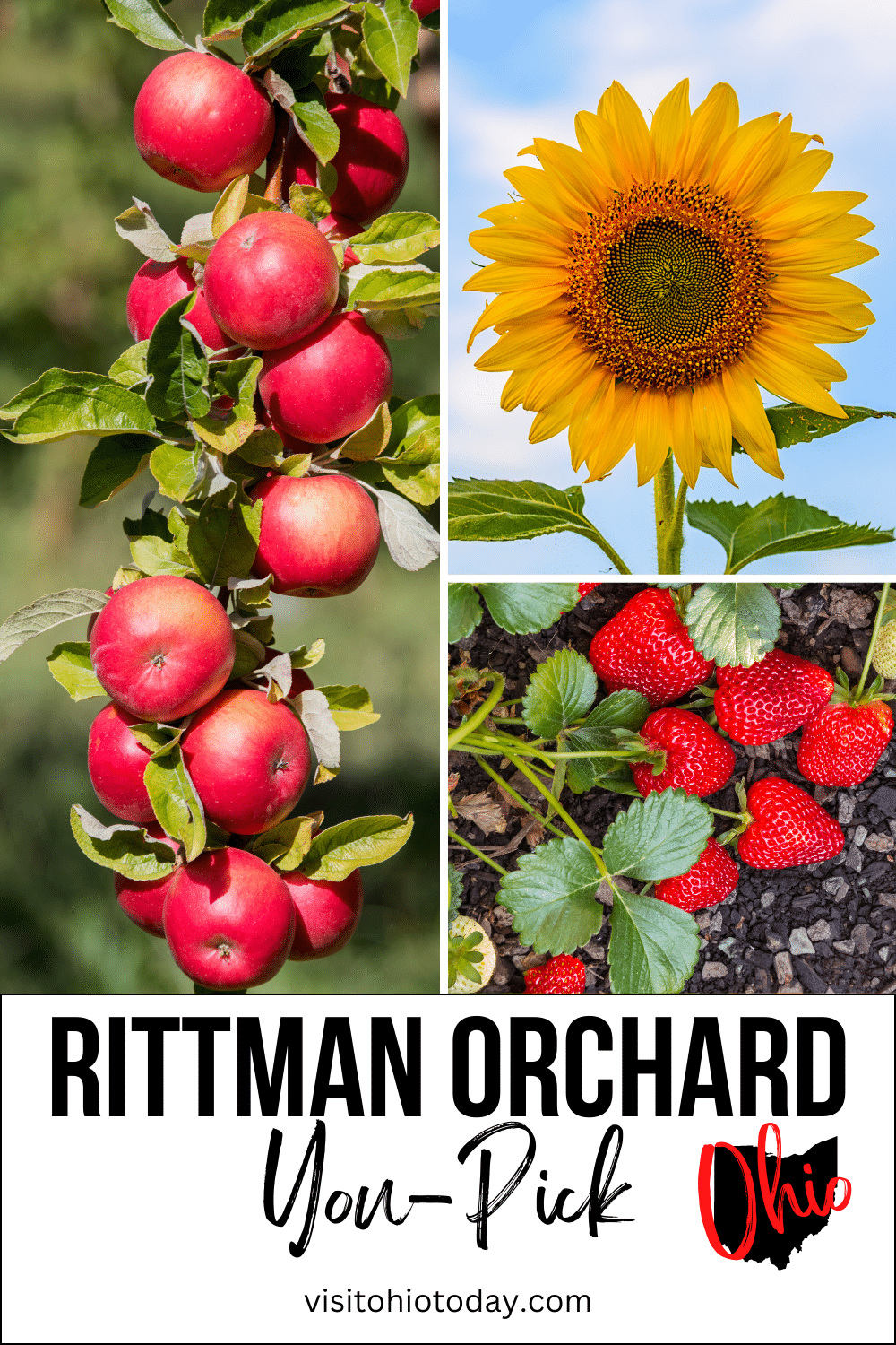 vertical image with a photo on the left of a branch with red apples on it, a photo of a sunflower and one of strawberries on the plant on the right. A white strip at the bottom has the text rittman Orchard You-Pick