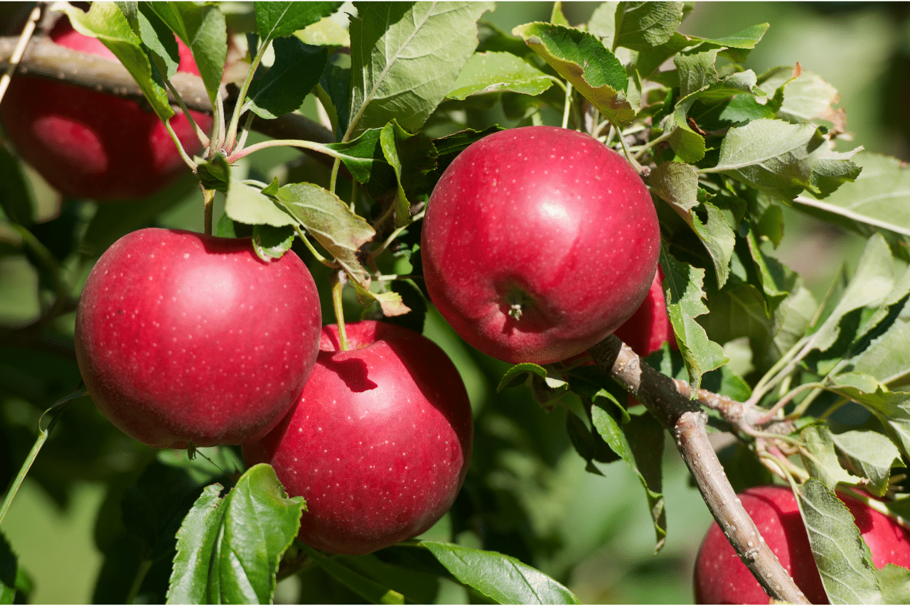 horizontal image of a close up of red apples on a tree branch, three of which are fully in focus in the foreground. Image via Canva pro license
