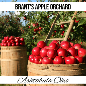 square image with a photo of barrels of picked apples in an apple orchard. A white strip across the top has the text Brant's Apple Orchard and a white strip at the bottom has the text Ashtabula Ohio. Image via Canva pro license