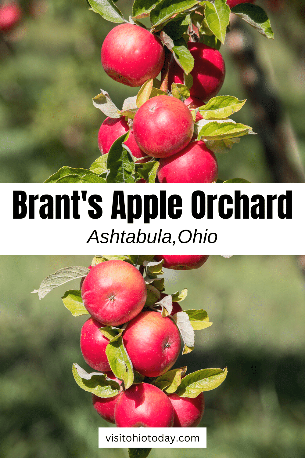 vertical image with a photo of an apple tree branch laden with red apples. A white strip across the middle has the text Brant's Apple Orchard Ashtabula, Ohio. Image via Canva pro license