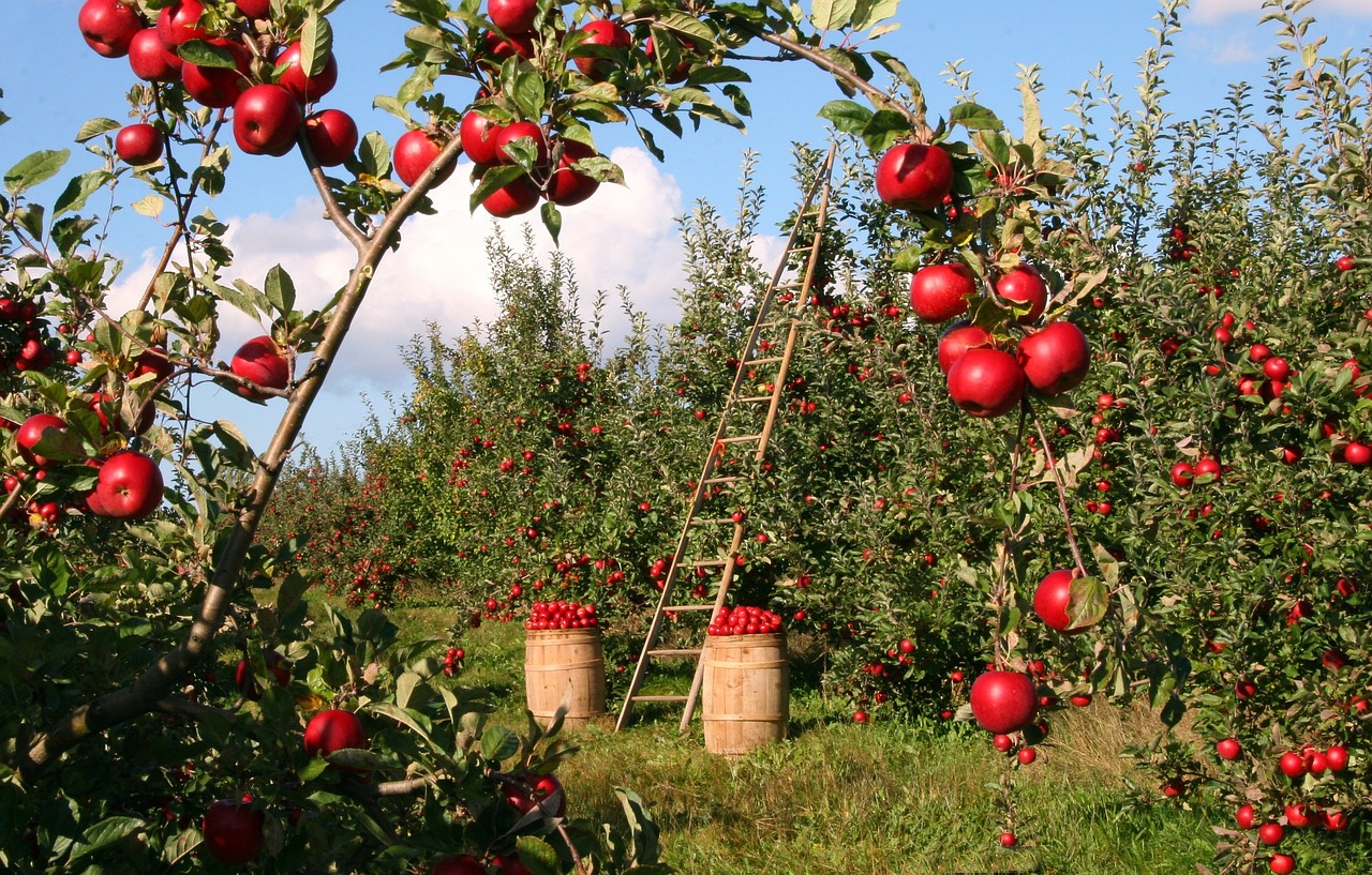 horizontal photo of an apple orchard with a ladder leaning against a tree and a barrel full of apples each side of the ladder. An apple-laden branch is in the foreground
