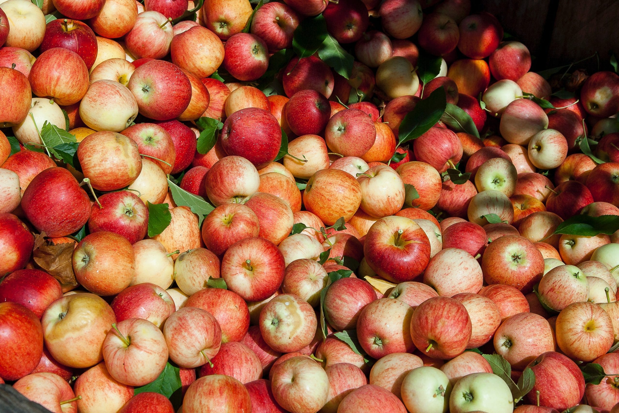 horiztonal photos of red apples wit stems and some have green leaves on them