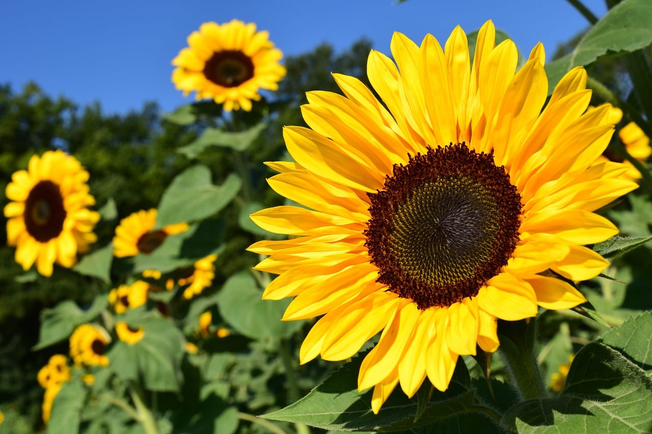 horizontal photo of a sunflower field with a very blue sky. One sunflower in the foreground is in full focus. Image via Pixabay