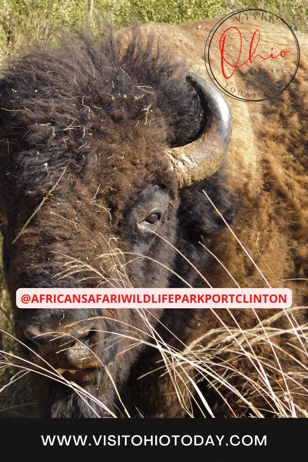 Close up photo of a bison with a text overlay saying African Safari Wildlife Park Port Clinton