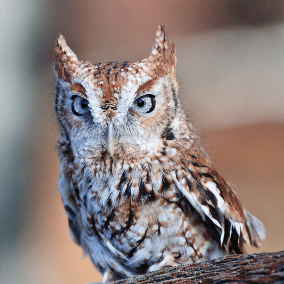 Photo of an Eastern Screech Owl