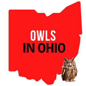Owls In Ohio