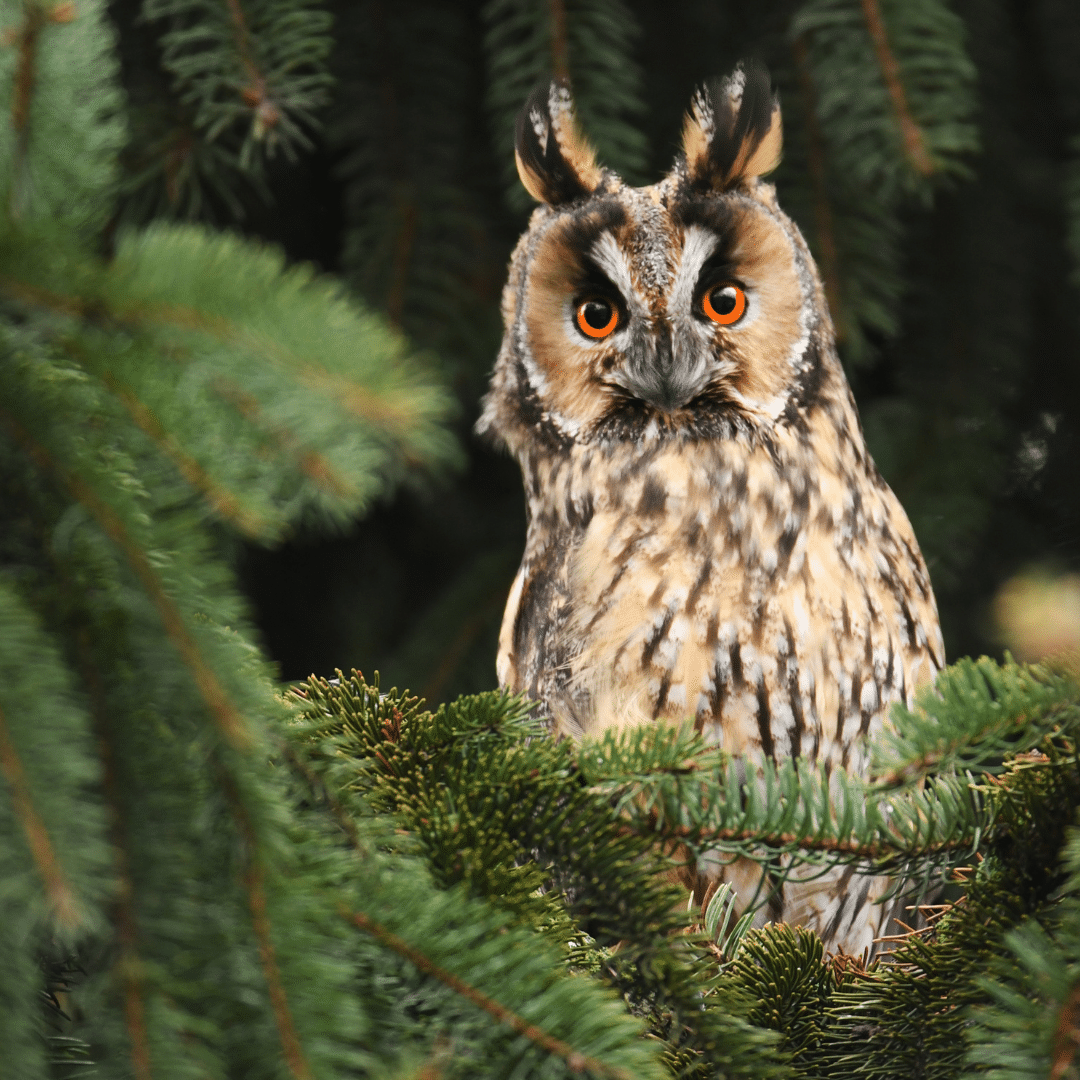 A long eared owl sat in a tree. The owl has vibrant orange colored eyes