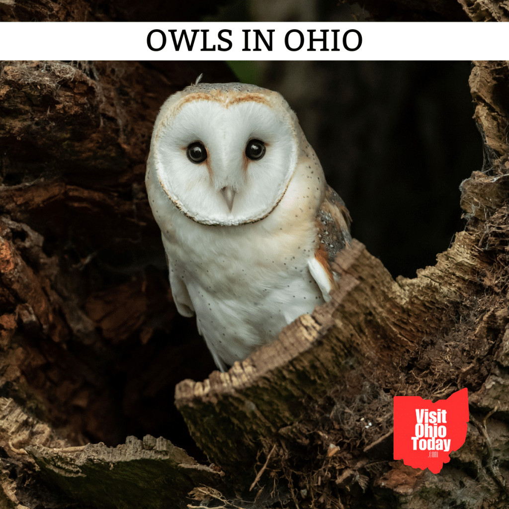 Owls In Ohio - Visit Ohio Today