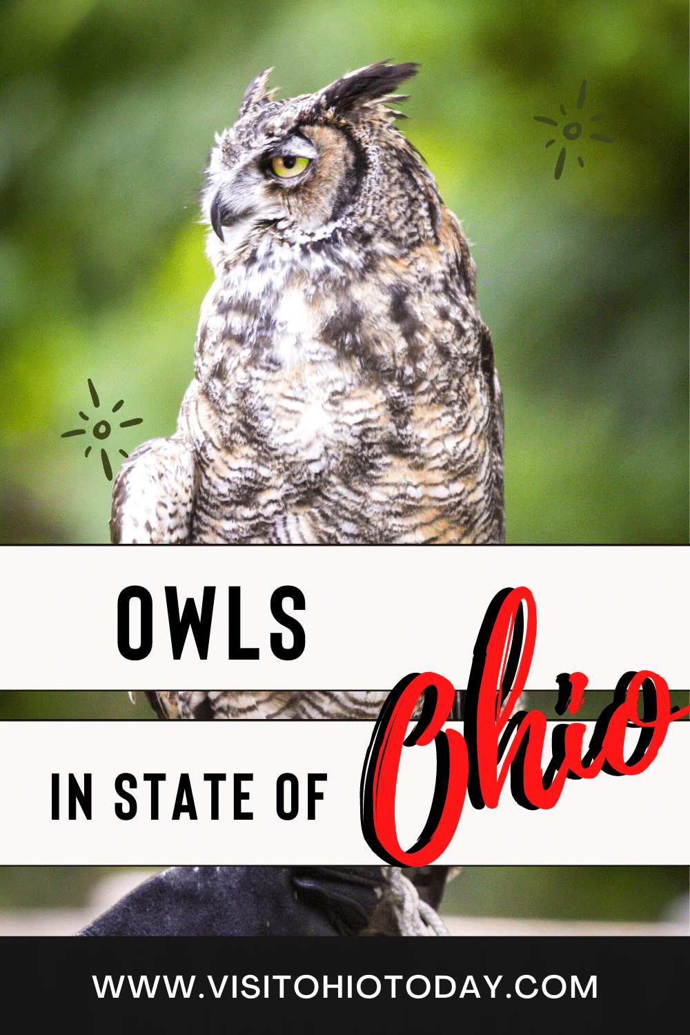 There are not many birds that capture our thoughts like Owls. They enjoy being out in the dead of night whilst they are hunting and feasting. The Owl is endemic all over the majority of the planet. Read on if you want to learn more about Owls that live here in Ohio. | Owls In Ohio | Ohio Owls | Animals In Ohio