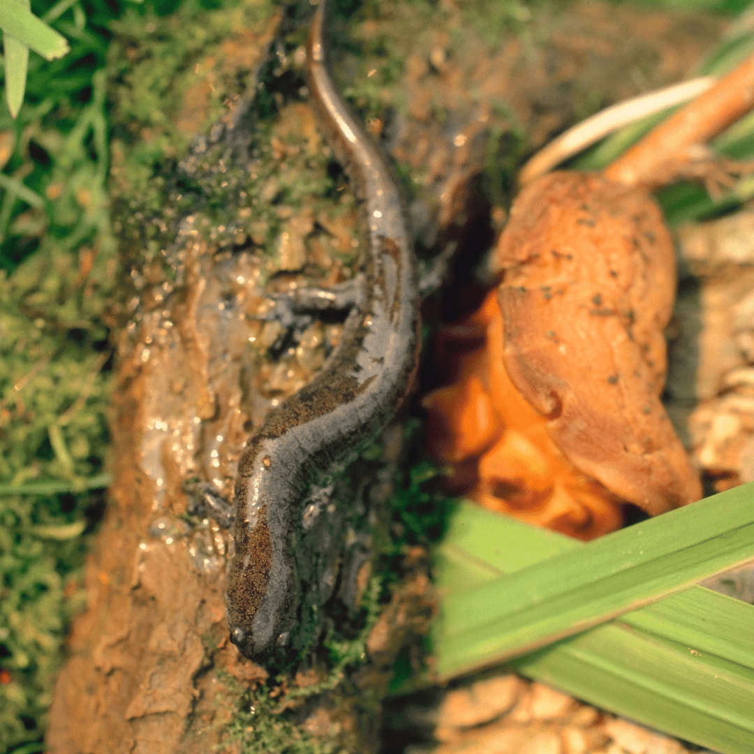 A black salamander sat on a log. Around the log is colored leaves. Salamanders In Ohio